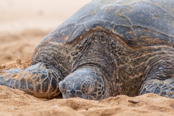 Closeup of sea turtle resting on sandy tropical beach