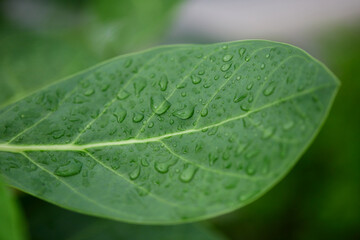 Close-up view of water drops on leaf