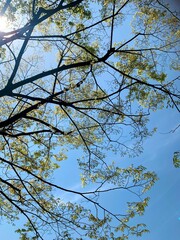 日光が照らす晴れた日の木と空の風景