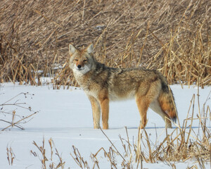 Coyote (Canis latrans) North American Carnivorous Canine Fur Bearing Mammal