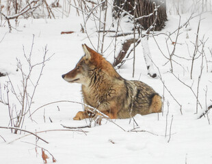 Coyote (Canis latrans) North American Carnivorous Canine Fur Bearing Mammal