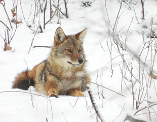 Coyote (Canis latrans) North American Carnivorous Canine Fur Bearing Mammal