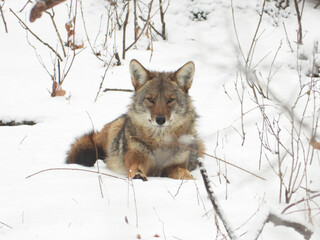 Obraz premium Coyote (Canis latrans) North American Carnivorous Canine Fur Bearing Mammal