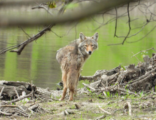 Coyote (Canis latrans) North American Carnivorous Canine Fur Bearing Mammal