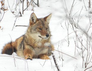 Coyote (Canis latrans) North American Carnivorous Canine Fur Bearing Mammal