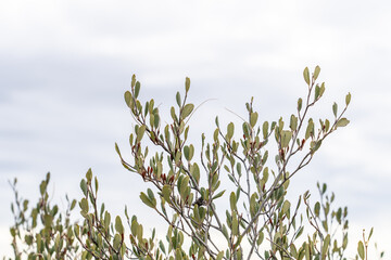 Cercocarpus betuloides,rose family. mountain mahogany and birch leaf mountain mahogany.  Eaton Saddle Trailhead. Mt Wilson Red Box Rd. San Gabriel Mountains, Los Angeles County, California. 