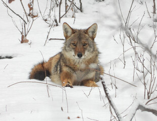 Coyote (Canis latrans) North American Carnivorous Canine Fur Bearing Mammal