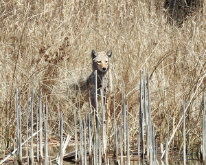 Coyote (Canis latrans) North American Carnivorous Canine Fur Bearing Mammal