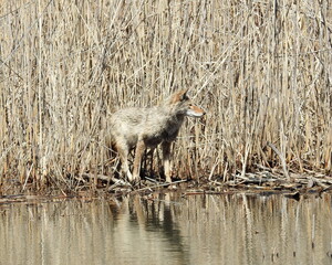Coyote (Canis latrans) North American Carnivorous Canine Fur Bearing Mammal
