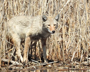 Coyote (Canis latrans) North American Carnivorous Canine Fur Bearing Mammal