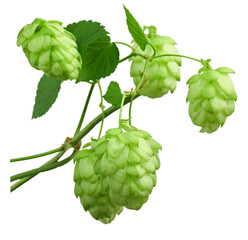 hop cones. Medical plant. Close-up of green ripe hop cones.on transparent, png. Hops cones. beer ingredient
