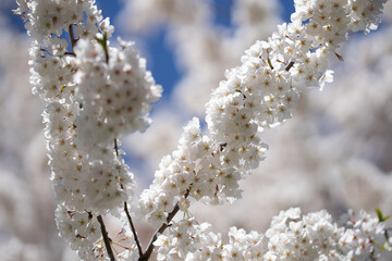 Spring banner, blooming background. Image of white cherry blossom against sky. Floral natural background. Blooming background for design. Blooming Tree in park. Blooming spring flowers.