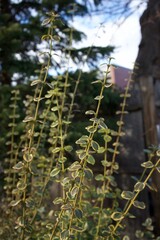 Vibrant green plants