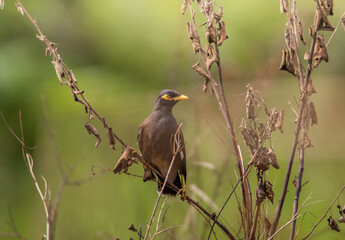 Myna on the branch