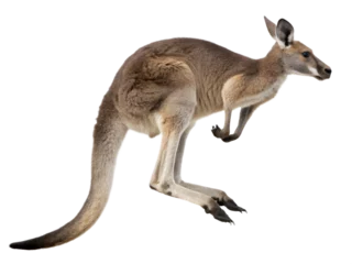  Photograph a kangaroo leaping on mid-air isolated on a transparent background © Big