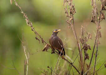 Myna on the branch