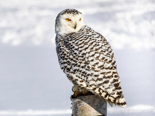 Snowy owl (Bubo scandiacus) perching on a pole on a cold winter morning,    Southern Ontario