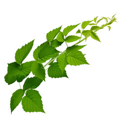 Raspberry bush, isolated on transparent, png. Green leaves of raspberry, garden raspberry, leaves. blackberry leaves.