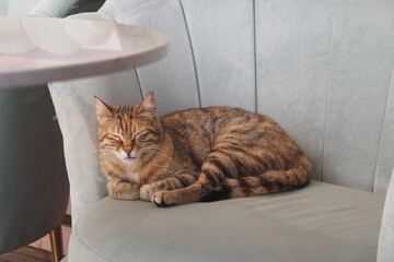 A Relaxing Tabby Cat Just Lounging on a Soft and Comfortable Couch