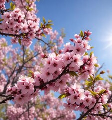Obraz premium Pink Prunus triloba blossoms abound in May's sunlight , garden, floral photography, plant