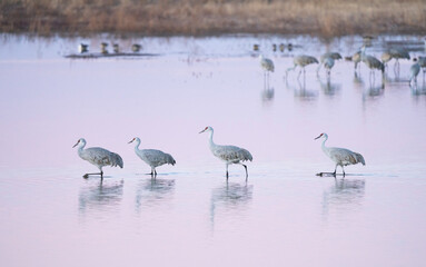 Sandhill Cranes migrating in southern Arizona