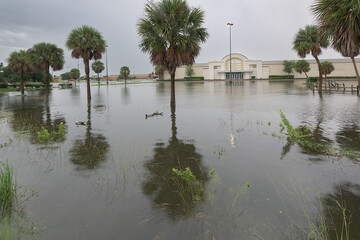 Obraz premium Heavy rains transform a mall parking lot into a flooded landscape, with several ducks swimming