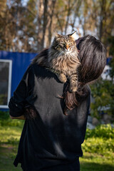 Stunning Siberian cat on the shoulders of a man. Siberian furry male cat and his owner.