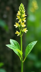 Naklejka premium Dried lagurus ovatus in a delicate greenery hanging position, lagurus ovatus, horticulture
