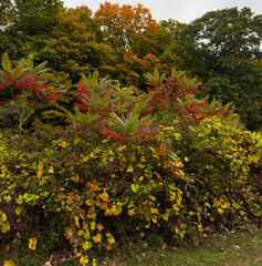 Fototapeta premium Bushes and Trees Beginning to Change Colors in Autumn