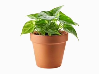 Fototapeta premium Epipremnum aureum known as devil's ivy, devil's vine, golden pothos, Ceylon creeper, hunter's robe, ivy arum, house plant, money plant, silver vine, Solomon Islands ivy, marble queen, and taro vine 