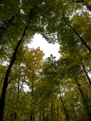 Fototapeta premium Looking Up at Tall Trees with Early Autumn Colors