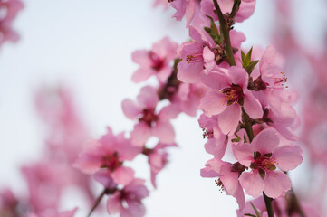 Obraz premium Peach Harrow Diamond. Prunus persica