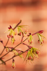 Japanese Maple. Acer palmatum