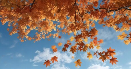 Naklejka premium Maple leaves falling from a tree against a clear blue sky, wind blown leaves, falling leaves, autumn foliage