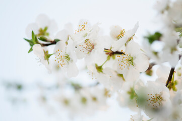 Plum Persian Green. Prunus domestica