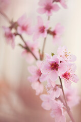 Obraz premium Peach Saturn. Prunus persica