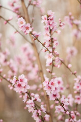 Peach Saturn. Prunus persica