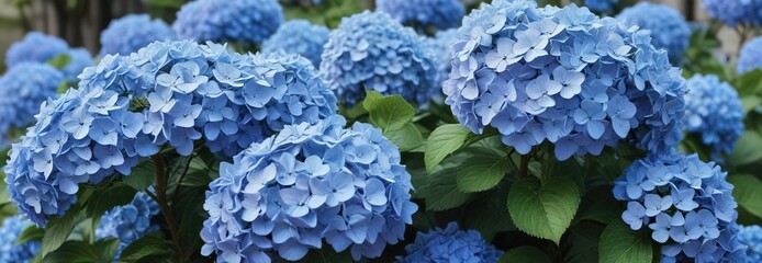 Hydrangea bush with blue flowers against a soft background , outdoor, spring, garden