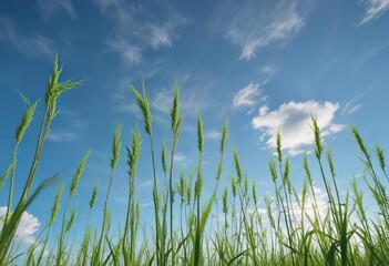 Tall, verdant rice stalks stretching towards the sky with a clear blue summer sky , clear blue, sky
