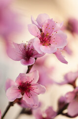 Peach Harrow Diamond. Prunus persica