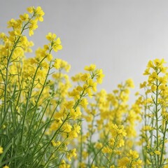 Fototapeta premium White background with rapeseed blossoms in focus , spring blooms, colorful, floral details