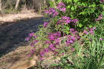 Obraz premium Honesty plant flowers blooming along the Boulder creek, Colorado