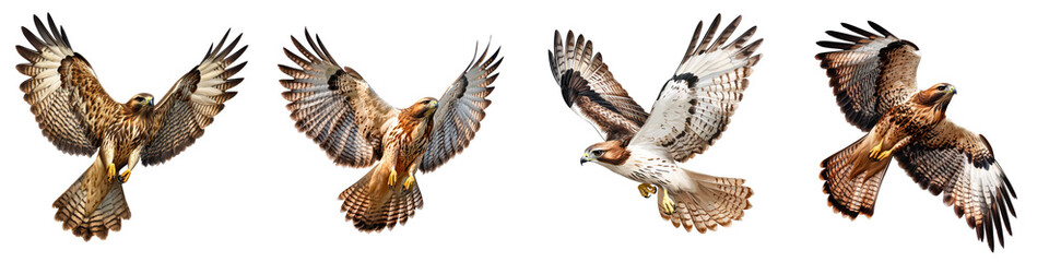 Fototapeta premium Powerful Birds of Prey Soaring Through the Sky in Majestic Flight