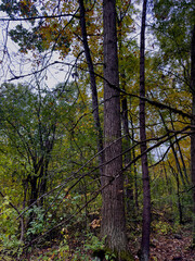 Obraz premium Forest Clearing with Trees and Changing Leaves