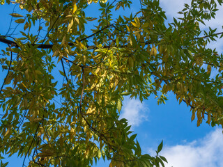 冬の木の葉と枝と青空01