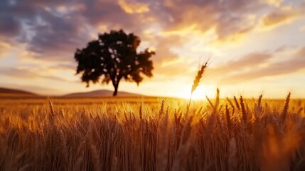 Obraz premium Sunset over a wheat field with a solitary tree.