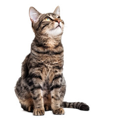 Fototapeta premium Cute Cat Isolated on Transparent Background