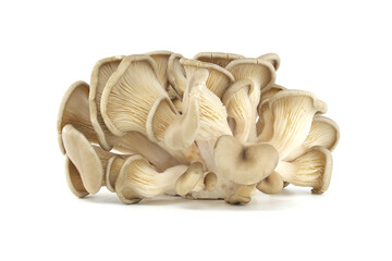 Fresh Oyster Mushrooms Isolated on White Background in Studio Lighting