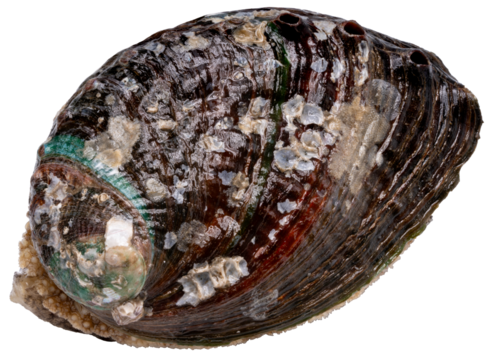 Raw Fresh Abalones with Shells isolated on white background, Fresh Awabi Abalones white background PNG File.