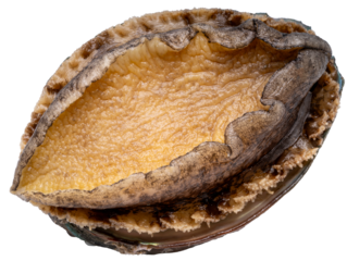 Raw Fresh Abalones with Shells isolated on white background, Fresh Awabi Abalones white background PNG File.